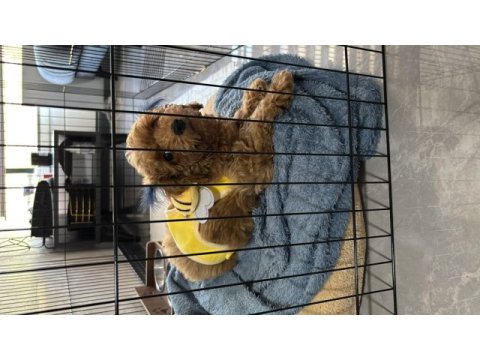 Ankara toy poodle orjinal 3 aylık