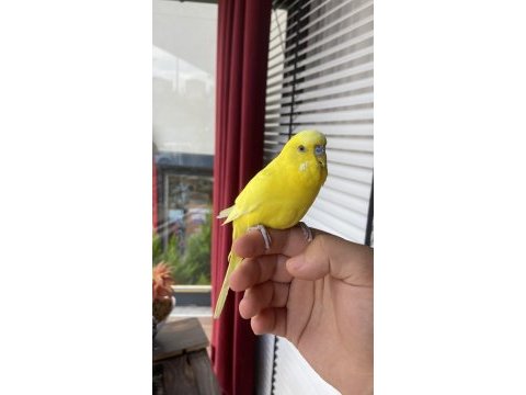 Konuşan ele kola muhabbet kuşu