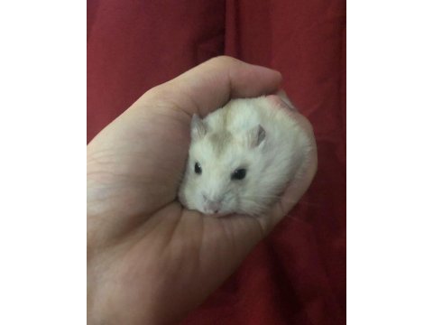 Hamster-gonzales yavrularımız heryere gönderim
