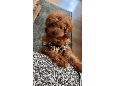 Kore kan teacup poodle