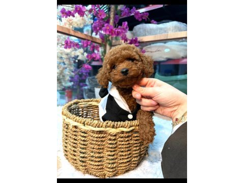 Toy poodle yavrusu 3 aylık a kalite