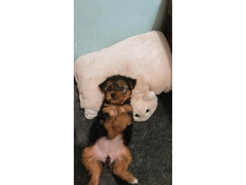 Köpeğimle anlaşamadığı için sahiplendirmek istiyorum