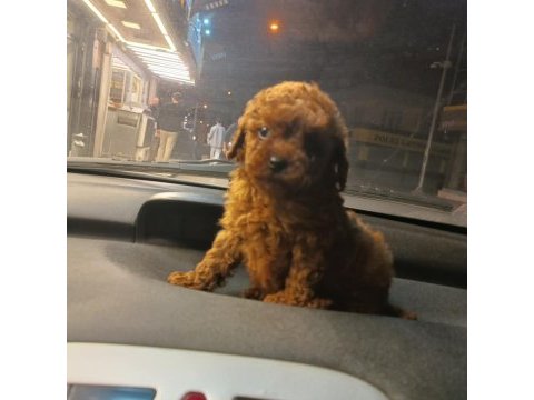 Mikro toy poodle