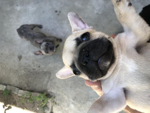 French bulldog 22 haziran doğumlu