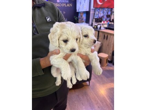 Beyaz tüy dökmez maltipoo bebekler