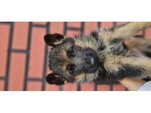 Fci scr alman çoban köpeği