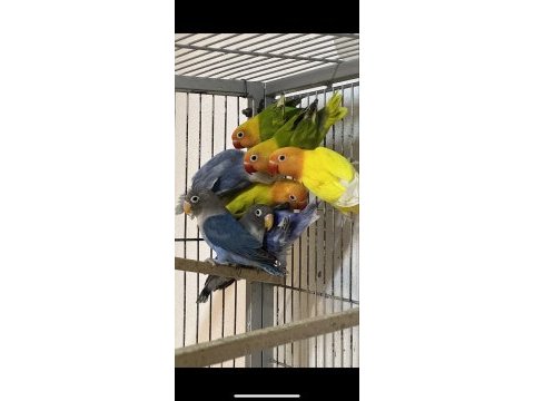 Rengarenk bebek cennet papağanlar