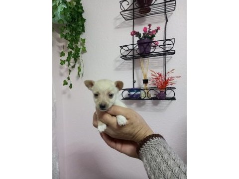 Micro boy 4 erkek chihuahua bebekler