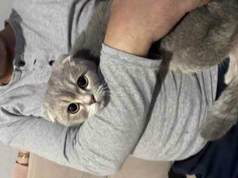 10 aylık erkek scottish fold tabby