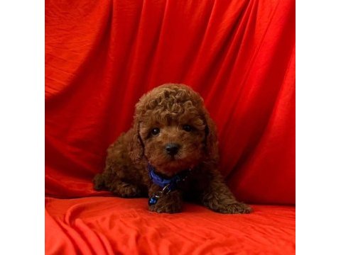 Sağlık ve ırk garantili toy poodle bebeklerim