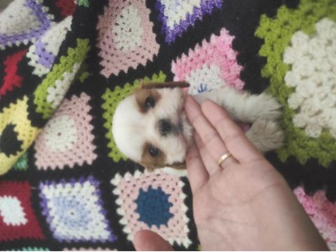 A kaliteli cavalier king charles bebekler