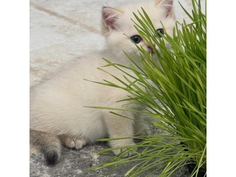 British shorthair yavruları 