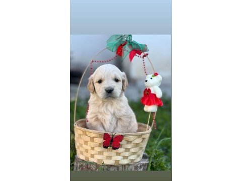 Sevimli golden retriever yavruları