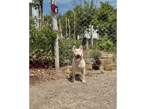 Damızlık bull terrier köpekler