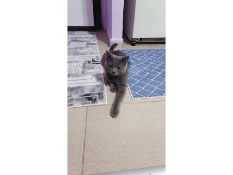 British shorthair kedimiz