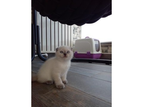 Sevimli scottish fold yavru kedicikler