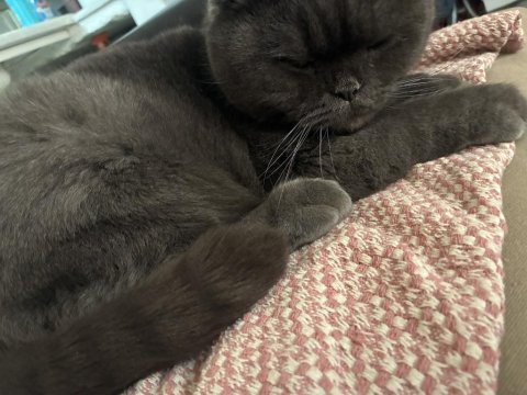 Sevimli scottish fold kedimiz yumak