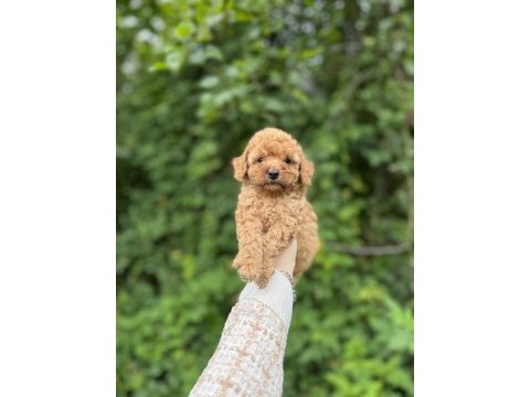 Birbirinden güzel toy poodle bebekler