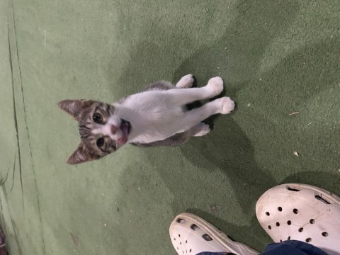 Sütten kesildiler acil yuva bebiş kedilere