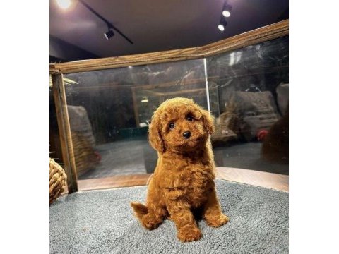 Toy poodle patili dostlar orijinal ev doğumlu