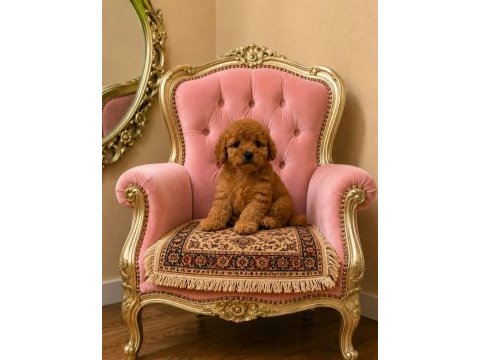 Toy poodle kore