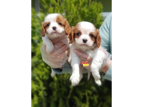 Yavru cavalier king charles kaçırmayın aşılı sağlıklı