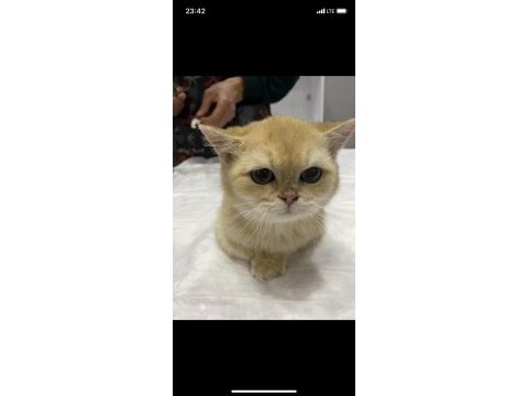 Yavru kedi sahiplendirme british shorthair
