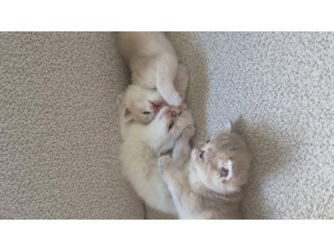 Golden british shorthair yavru