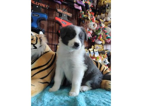 Safkan border collie yavruları