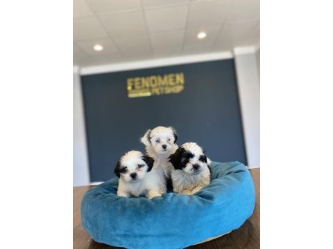 Morkie yavrular maltipo yavrular renk renk ankara 