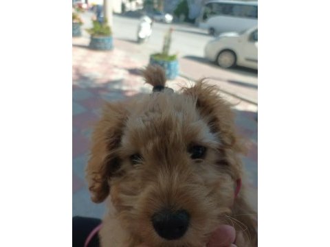 Zorunluluktan poodle sahiplendirme