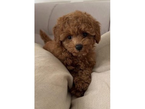 Toy poodle yavrular