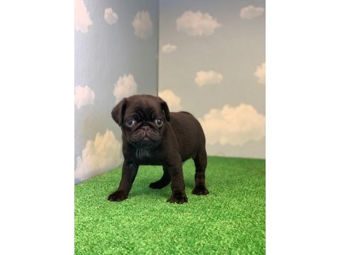 Gül kuyruk safkan siyah dişi ve erkek pug yavrular