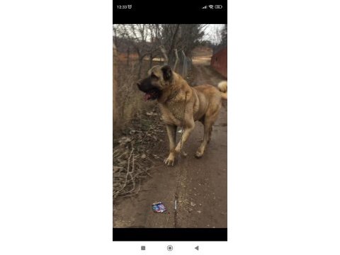 Kaliteli kangal yavrular sivas merkez