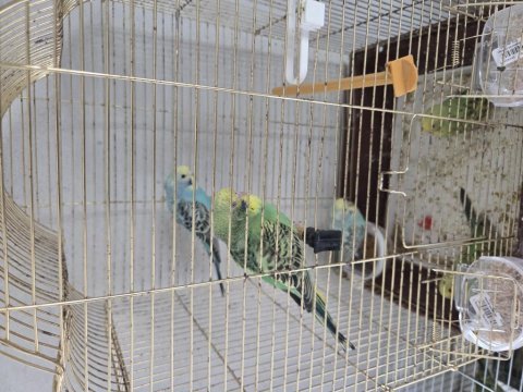 Muhabbet kuşu rainbow