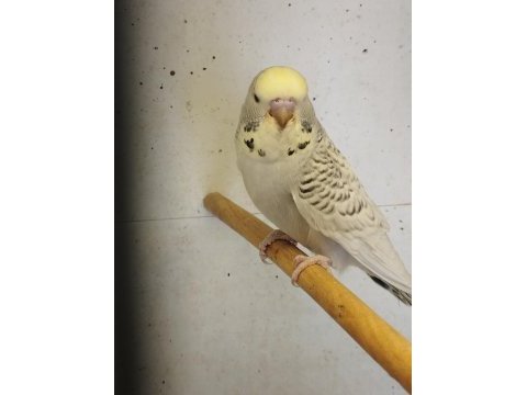 Yeni bebek muhabbet kuşları