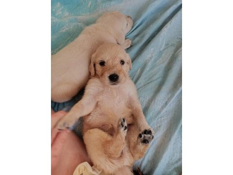 Oyuncu golden retriever bebekler