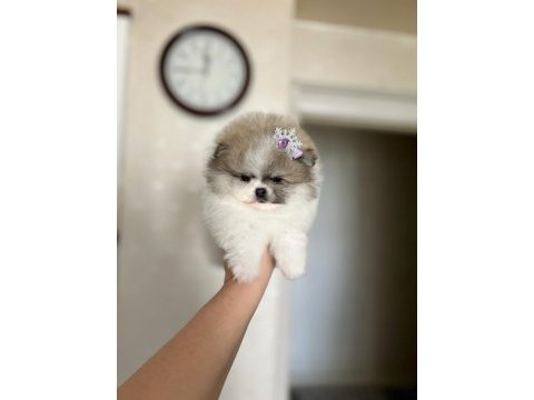 Efsane teacup sıfır burun dişi pomeranian boo