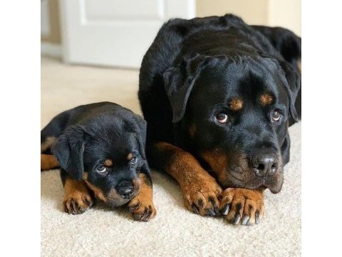 Rottweiler bebekler kapınıza kadar teslim ediyoruz