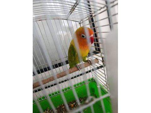 Yavru kuştur ısırması kesinlikle yoktur