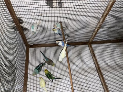 Bebek muhabbet kuşu