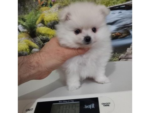 Çok tatlı uygun fiyatlı pomeranian yavru