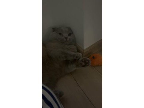 2 yaşında kısırlaştırılmış dişi kedimiz