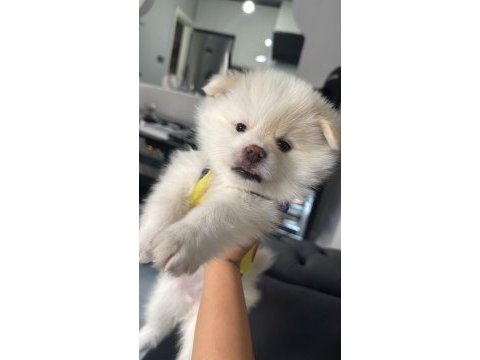 Pomeranian spitz köpeğimiz