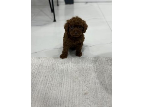 Dark brown teacup kore poodle bebekler
