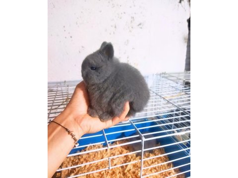 Orjinal cüce tavşan yavruları