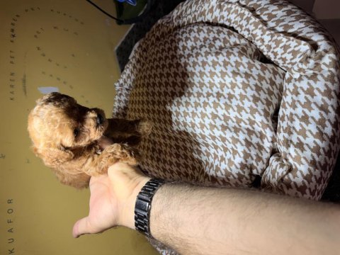 1 aylık erkek poodle yavru yer izmir