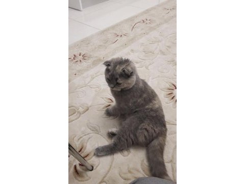 Tüm aşıları tam scottish fold dişi