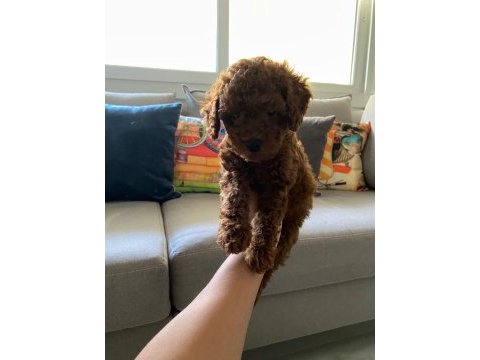 Toy poodle yavrularım orijinal