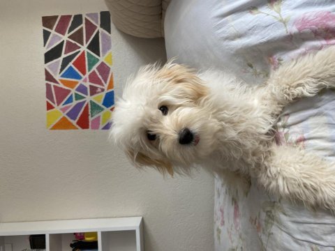 Köpeğimize yeni yuva arıyoruz